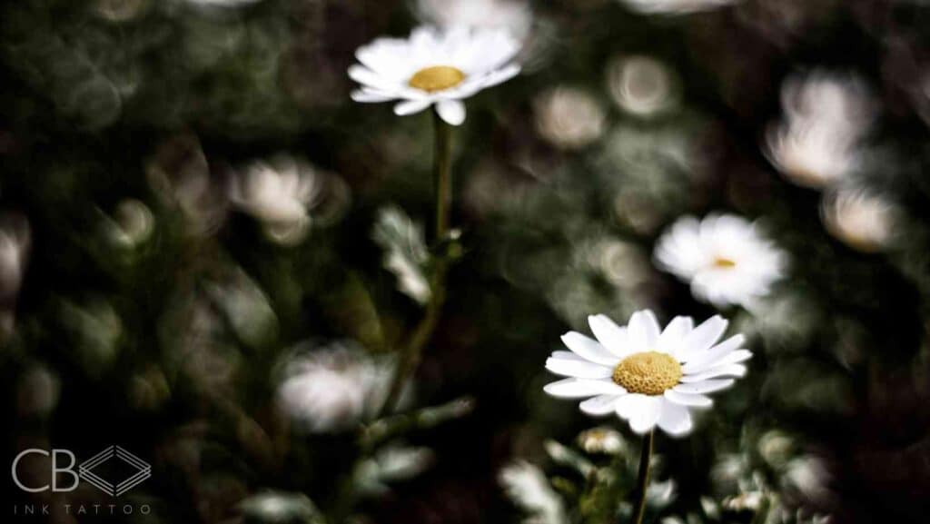 Memorial Tattoos Honouring Loved Ones Through Ink Photo of Daisy Flowers With Blurry Background Blog Cover Image