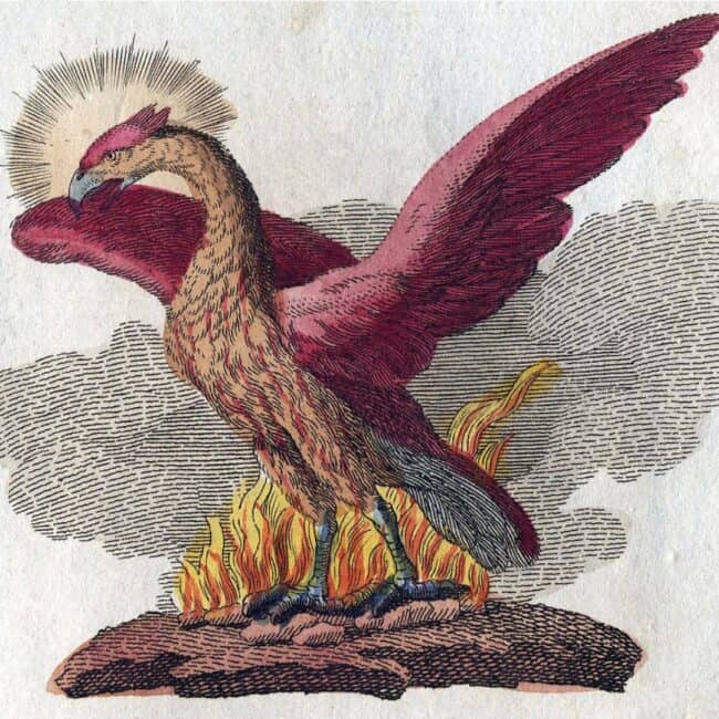 Colour Fineline Cartoon Full Body Phoenix Ready to Fly Wings Tail Feathers Crest Talons Feet Sharp Curved Beak Vintage Style Illustration
